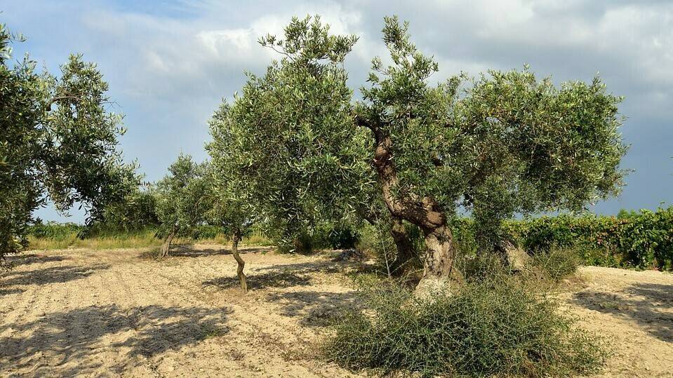 Calidad y enfermedades del olivo