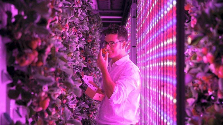 Nueva tecnología para cultivar fresas en EAU