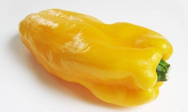Postharvest UV-C light treatment reduces Rhizopus decay in yellow bell pepper