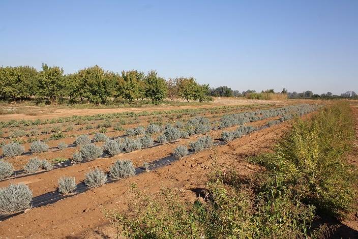 Plantas aromáticas y medicinales, una alternativa como cultivo en Extremadura