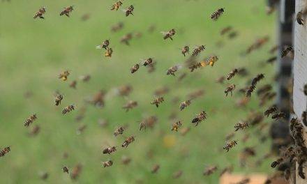 Una historia positiva con la abeja como protagonista