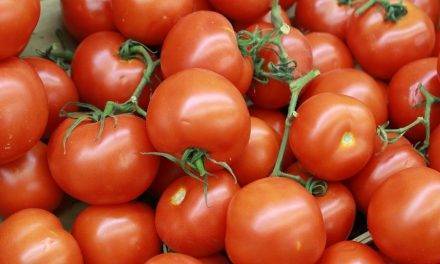 El tomate canario, y, otras oportunidades