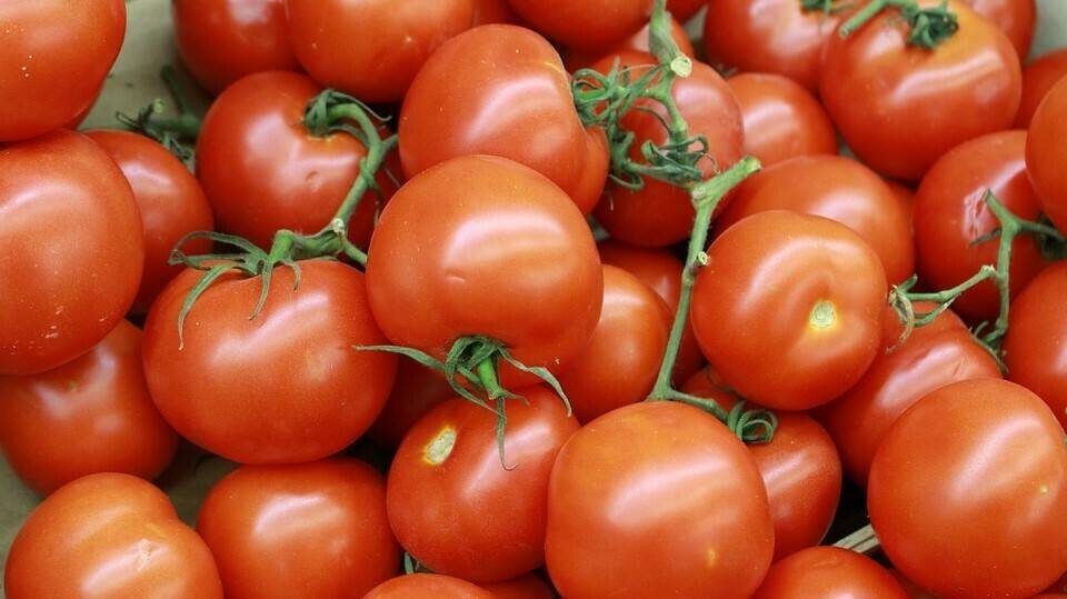 El tomate canario, y, otras oportunidades