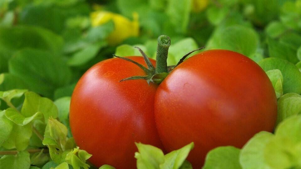 El injerto influye en la distribución de calibres del tomate tradicional valenciano