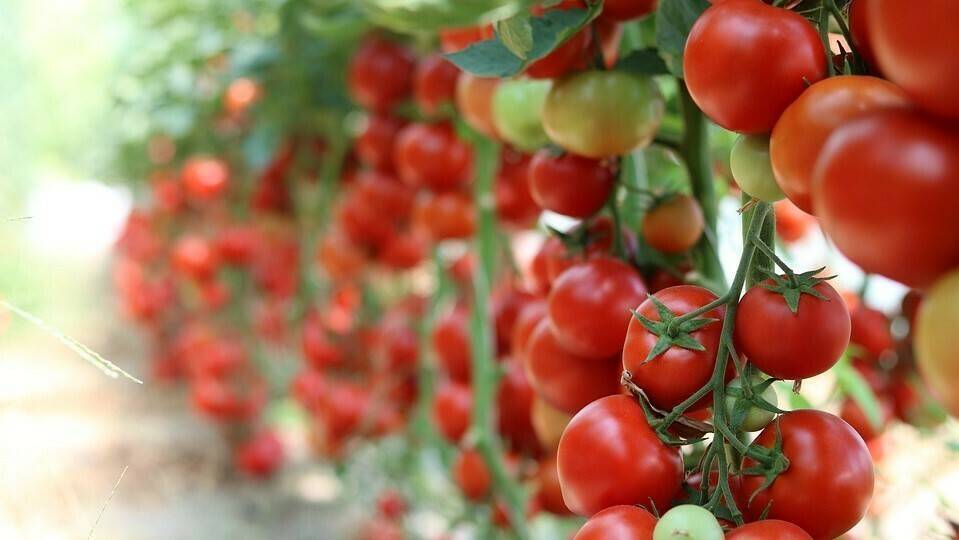 Fertilización con compost de vacuno en producción de tomate de colgar