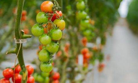 La oxifertirrigación del tomate hidropónico, una herramienta potencial para las etapas críticas del cultivo