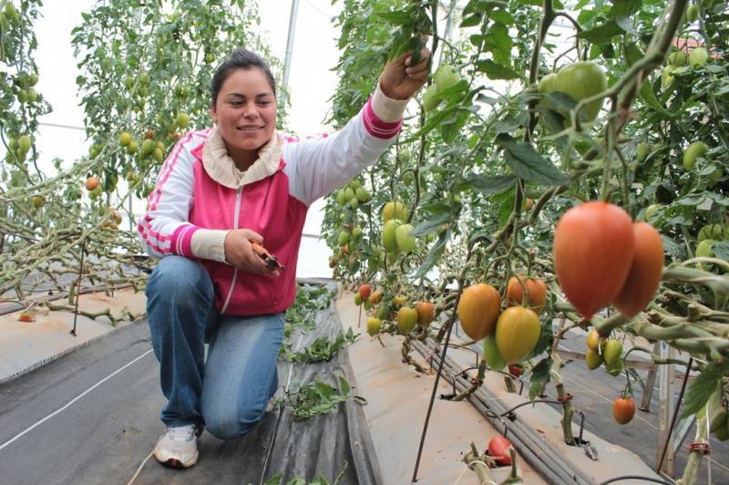 Biotecnología agrícola en Querétaro