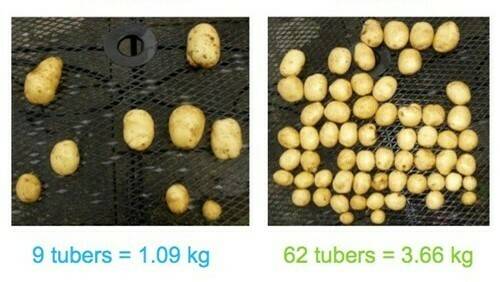 Emesto, una familia de fungicidas que protege la semilla de patata