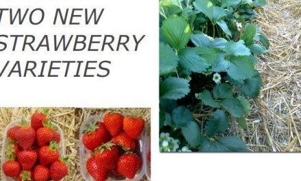 Cristina and Romina, strawberry cultivars for reduced water application