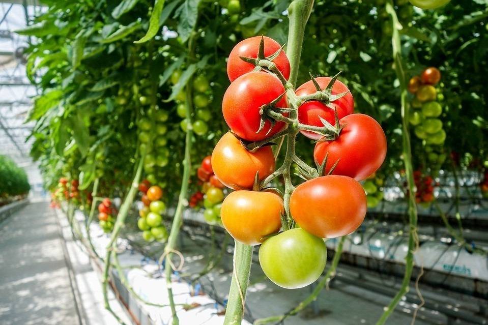 Producción de tomate bajo plástico