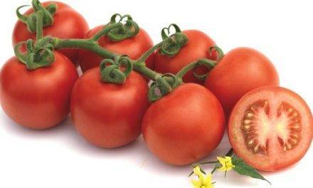 Gamas de tomates con novedades en Fitó