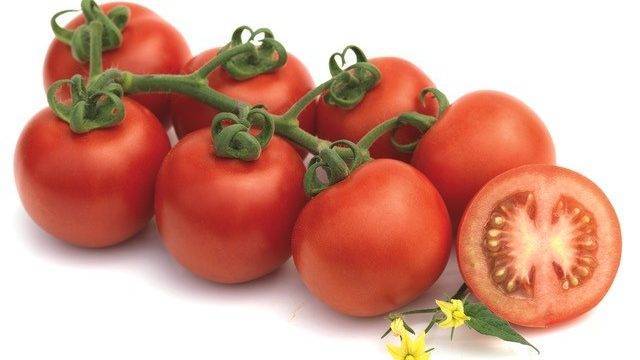 Gamas de tomates con novedades en Fitó