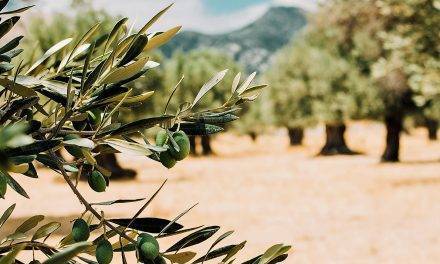 ¿Porqué son añeros los olivos?