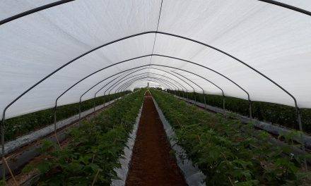 Las soluciones en agrotextiles más innovadoras para el cultivo de arándanos, fresas, frambuesas y otras bayas