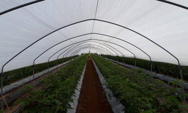 Las soluciones en agrotextiles más innovadoras para el cultivo de arándanos, fresas, frambuesas y otras bayas