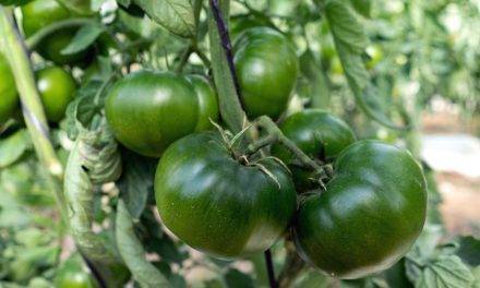 Carbonero, un tomate de cuello verde, hombros muy marcados y sabor tradicional
