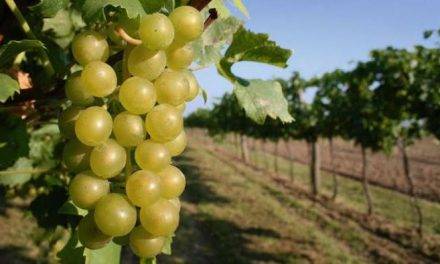La familia Spyrit cuenta con dos nuevas soluciones anti mildiu para viña
