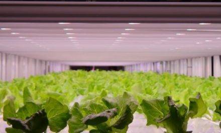 LED GreenPower de Philips ayuda a mejorar cultivos en Japón II