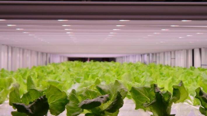 LED GreenPower de Philips ayuda a mejorar cultivos en Japón II