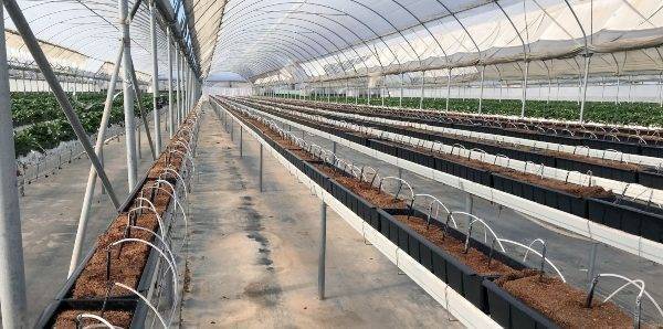 Develop new “California strawberry substrate trough” for gutter growing