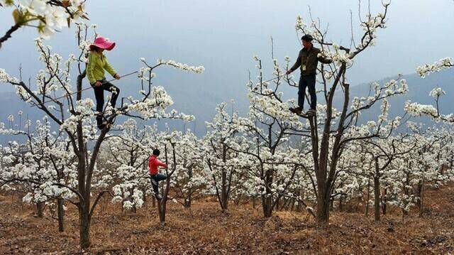 Los fruticultores chinos hacen el trabajo de las abejas