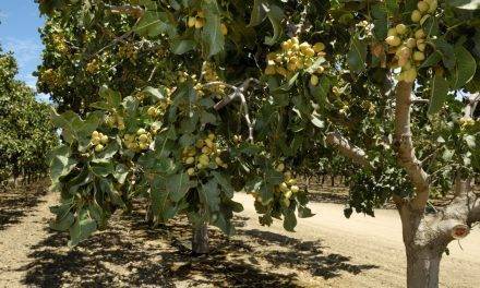 Soluciones innovadoras para el cultivo de pistacho
