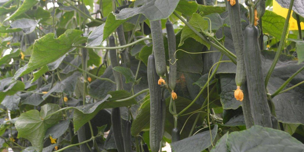 El pepino holandés con genética SmartQ tiene sanidad de planta, producción y una calidad de fruto excepcional
