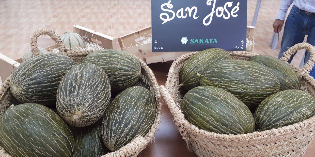 San José es un sorprendente melón temprano tipo piel de sapo de Sakata