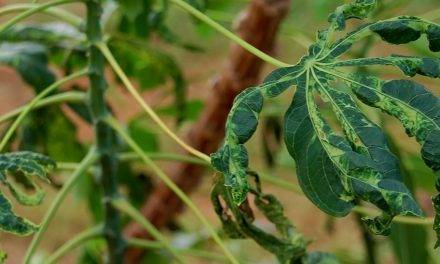 IITA joins call for a global surveillance system to detect and halt the spread of crop disease