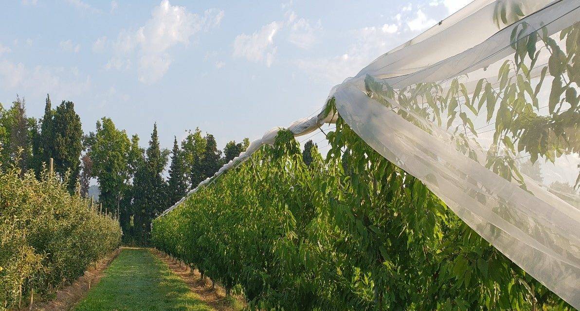 Red antigranizo para proteger cultivos de kiwis, cerezas y frutos pequeños