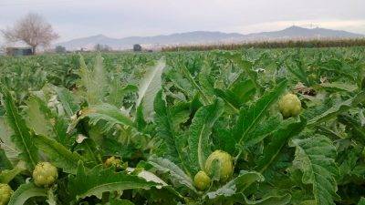 Comparative study of an artichoke crop under drip irrigation