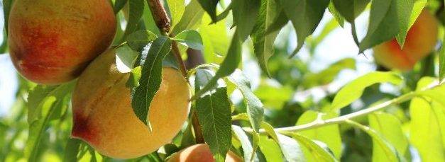 Suterra productor de  feromonas agrícolas estara en Fruit Attraction
