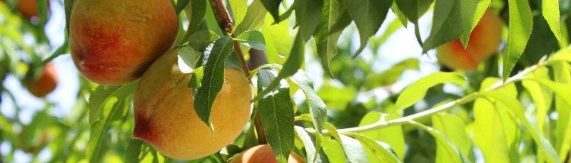 Suterra productor de  feromonas agrícolas estara en Fruit Attraction