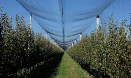 Arrigoni: Mallas protectoras de manzanas y peras