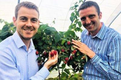 Global Plant Genetics and James Hutton Showcase New Raspberry Selections