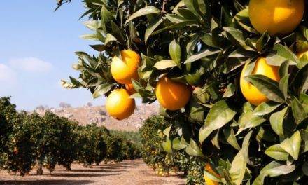 Presentan fitorregulador que reduce la caída de naranjas en precosecha