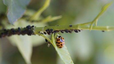 España: Lanzan guía sobre plantas que ayudan al control de plagas
