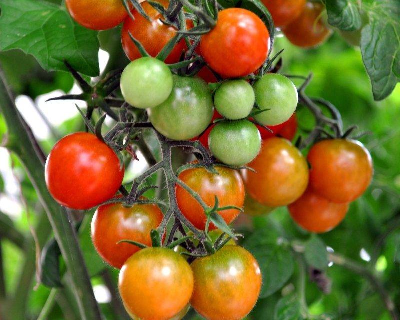 Simposio sobre prevención y control de enfermedades del tomate