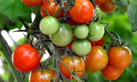 Simposio sobre prevención y control de enfermedades del tomate