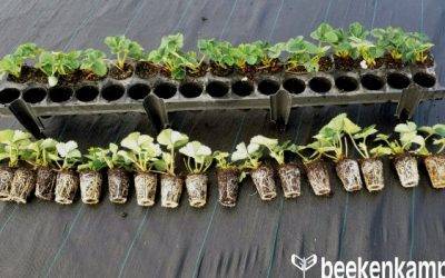 Beekenkamp Presents the 34-hole Strawberry Plug Tray