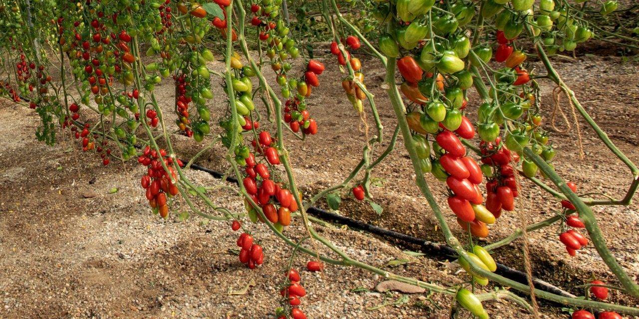 Tres variedades de tomates tipo Cherry intensas de sabor de semillas Fitó: Solemio, Mulan y Ferdinand