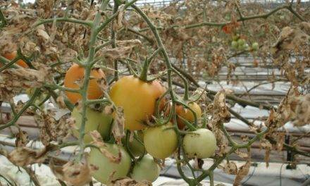 La resistencia a insecticidas dificulta el control de Tuta absoluta en tomate
