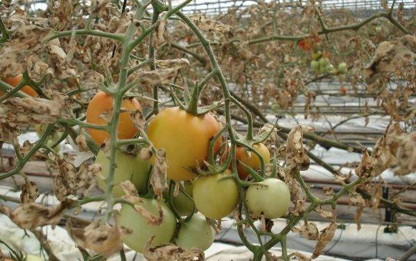 La resistencia a insecticidas dificulta el control de Tuta absoluta en tomate
