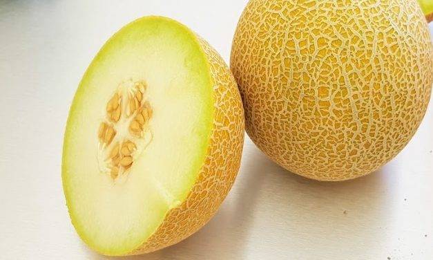 Sidonia, un melón Galia de larga vida y la nueva sandía Rhiana