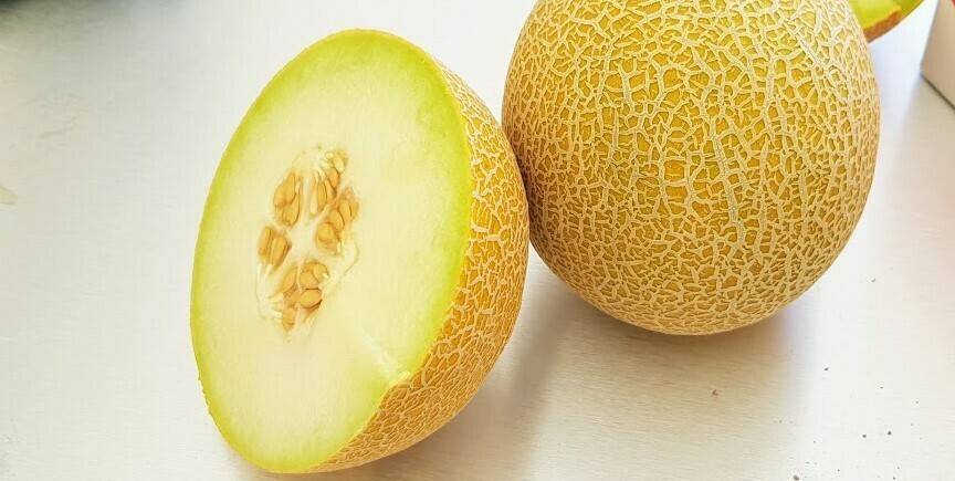 Sidonia, un melón Galia de larga vida y la nueva sandía Rhiana