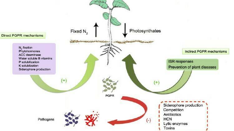 Biological Control of Some Plant Diseases Using Different Antagonists Including Fungi and Rhizobacteria