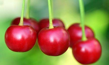 Factores que afectan la calidad de las cerezas dulces y los compuestos que promueven la salud