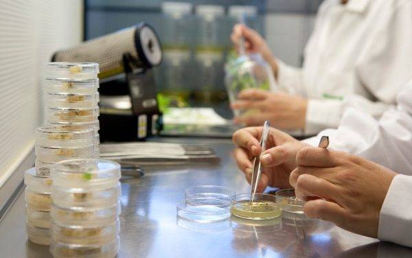 Semillas Fitó acelera proceso de obtención de nuevas variedades de cucurbitáceas