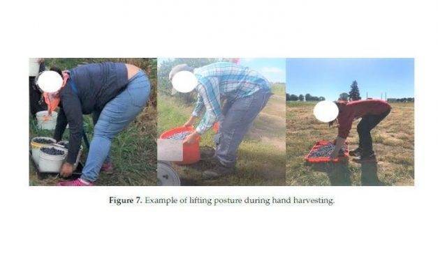 Research on the risk factors of MSDs for several types of blueberry harvesting