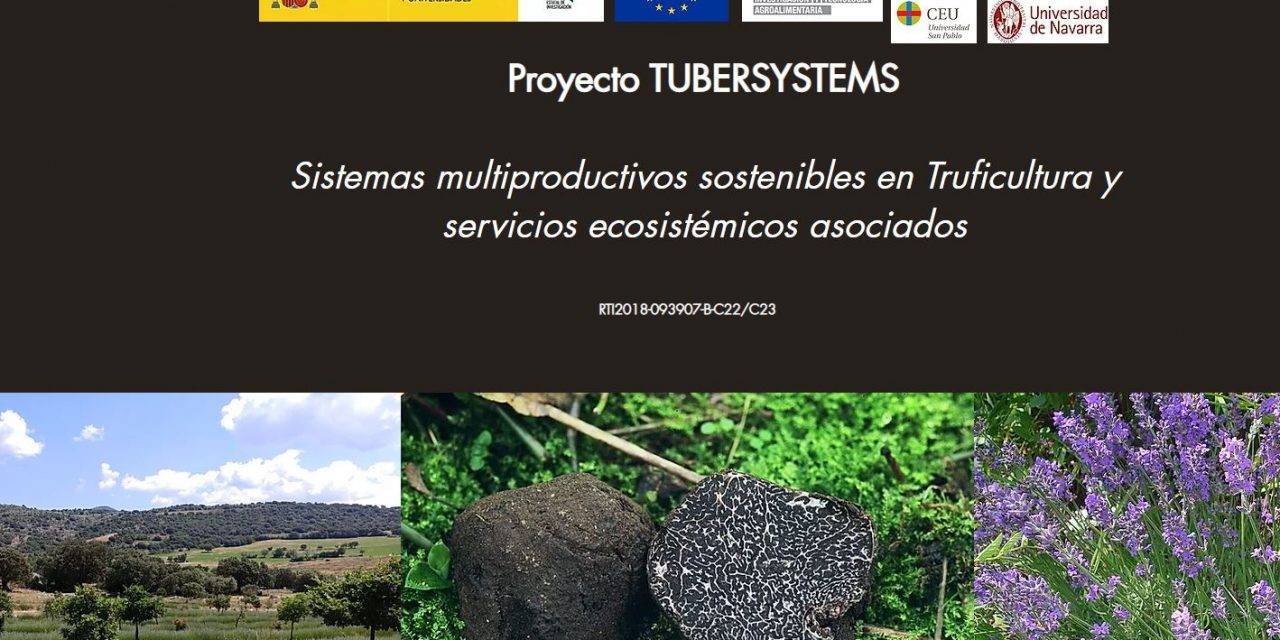 Tubersystems mejorará el cultivo de la trufa negra y su sostenibilidad